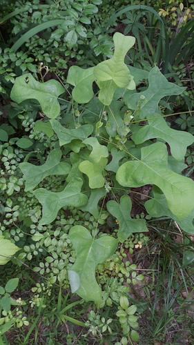 Tulip tree (Liriodendron tulipifera)