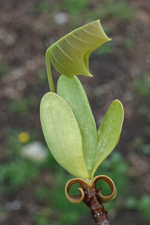 Liriodendron × sinoamericanum: Liriodendron tulipifera x chinense