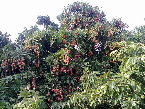 Lychee: A tree laden with The Litchi fruit at Madhubani Ghat ,Motihari