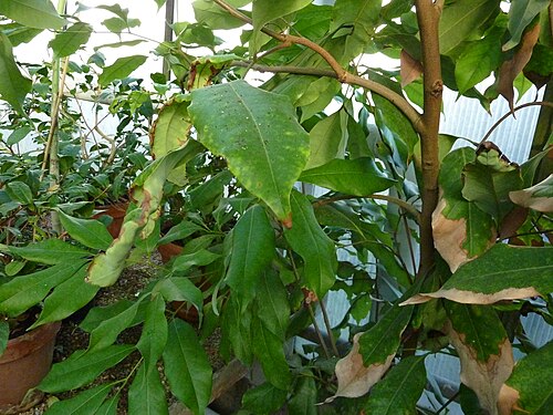 Lychee: Litchi chinensis growing in the greenhouse of the Deutsches Institut für tropische und subtropische Landwirtschaft, Witzenhausen, Germany