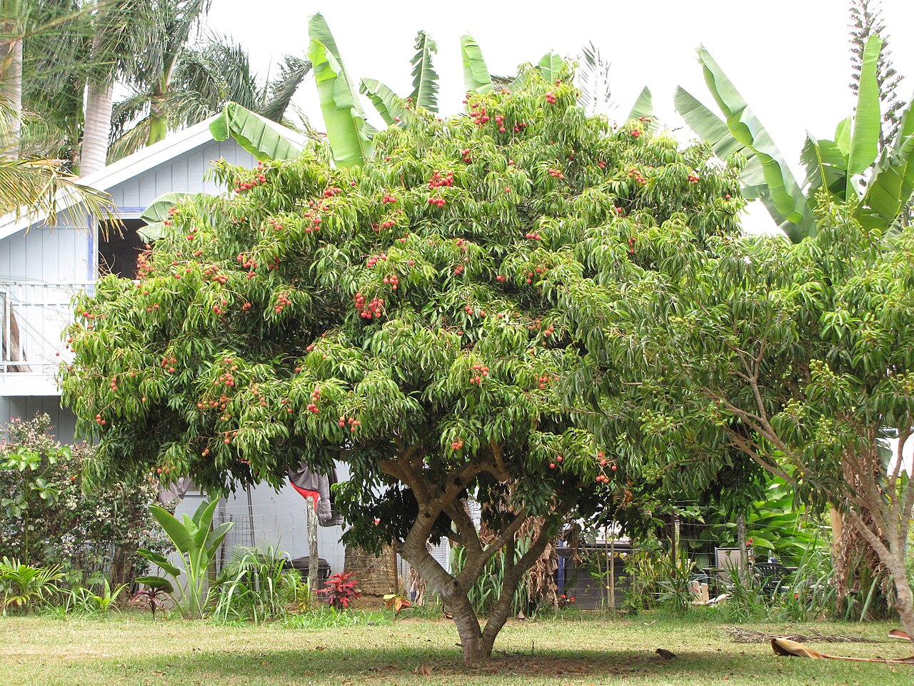 Lychee: Litchi chinensis (Litchi, lychee) Fruiting habit at Haiku, Maui, Hawaii. June 17, 2009 #090617-0938 Image Use Policy