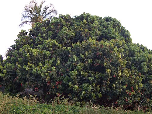 Lychee: Litchi chinensis (tree : habit) Photo : B.navez - 15 FEB 2006 - Réunion island