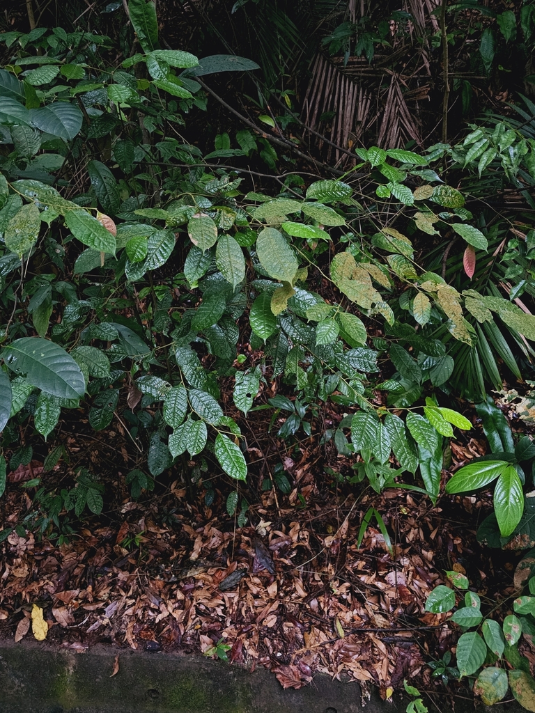 Lithocarpus conocarpus (Lithocarpus conocarpus)