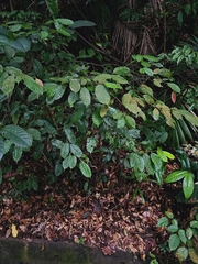 Lithocarpus conocarpus (Lithocarpus conocarpus)