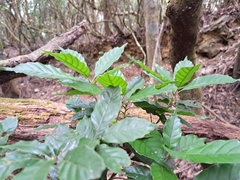 Lithocarpus corneus (Lithocarpus corneus)
