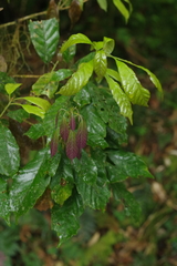 Lithocarpus corneus (Lithocarpus corneus)