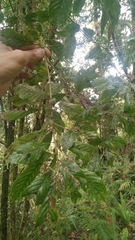 Lithocarpus corneus (Lithocarpus corneus)