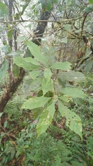 Lithocarpus corneus (Lithocarpus corneus)