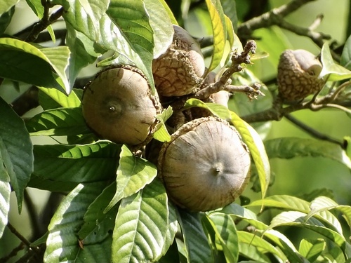 Lithocarpus corneus (Lithocarpus corneus)