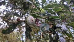 Lithocarpus corneus (Lithocarpus corneus)