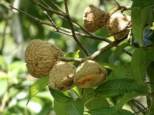 Lithocarpus corneus (Lithocarpus corneus)