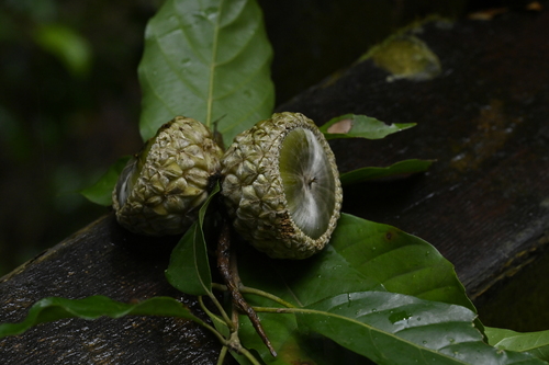 Lithocarpus corneus (Lithocarpus corneus)