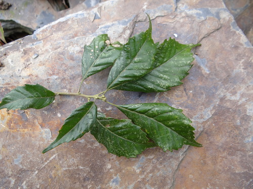 Lithocarpus corneus (Lithocarpus corneus)