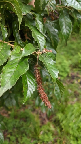 Lithocarpus corneus (Lithocarpus corneus)