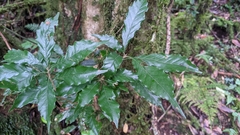 Lithocarpus corneus (Lithocarpus corneus)