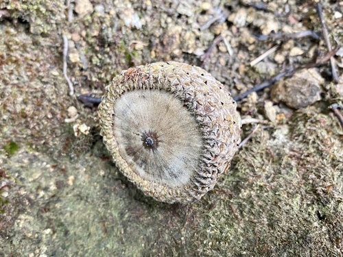 Lithocarpus corneus (Lithocarpus corneus)