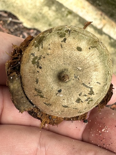 Lithocarpus cyclophorus (Lithocarpus cyclophorus)