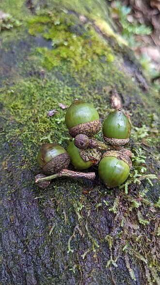 Lithocarpus dodonaeifolius: Lithocarpus dodonaeifolius in Taiwan