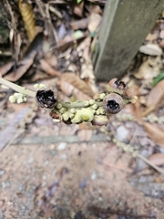 Lithocarpus elegans (Lithocarpus elegans)