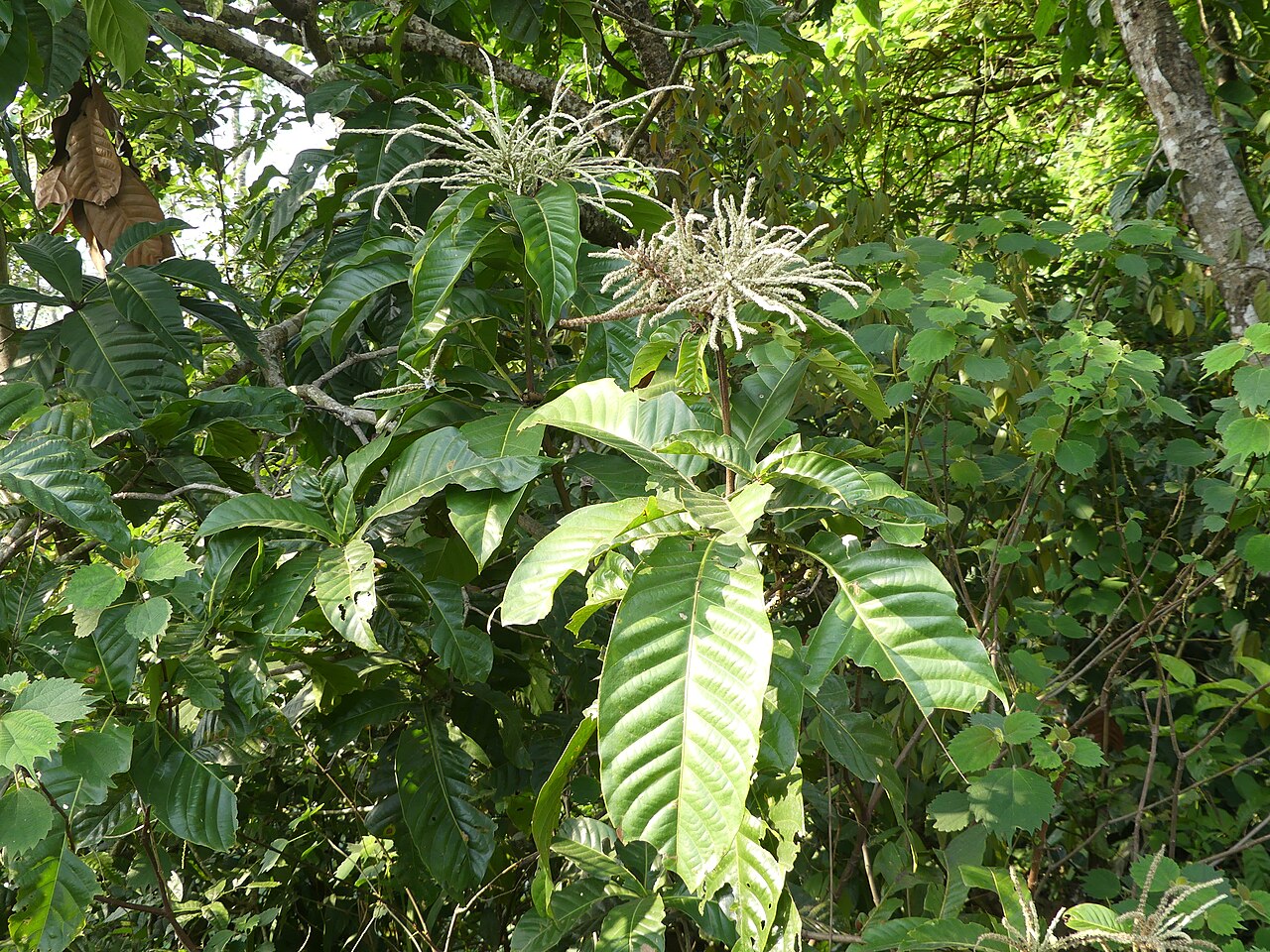 Lithocarpus elegans: Lithocarpus elegans in North Bengal