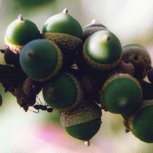 Lithocarpus elegans: Acorns from the species Lithocarpus collettii (image wrongly named after Cyclobalanopsis kerrii syn. Quercus kerrii ). Photo taken by User:Ahoerstemeier on July