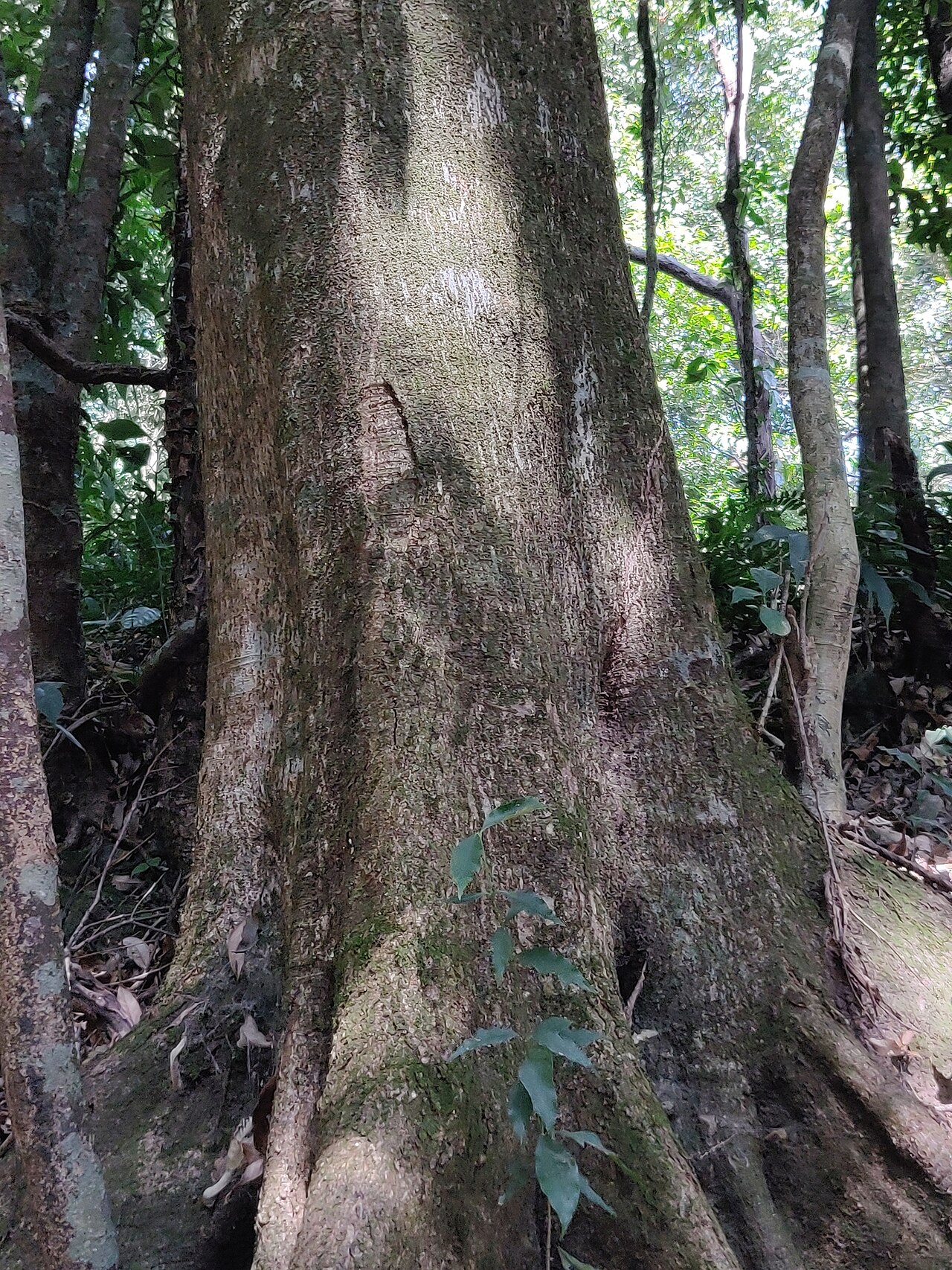 Lithocarpus elegans: Lithocarpus elegans
