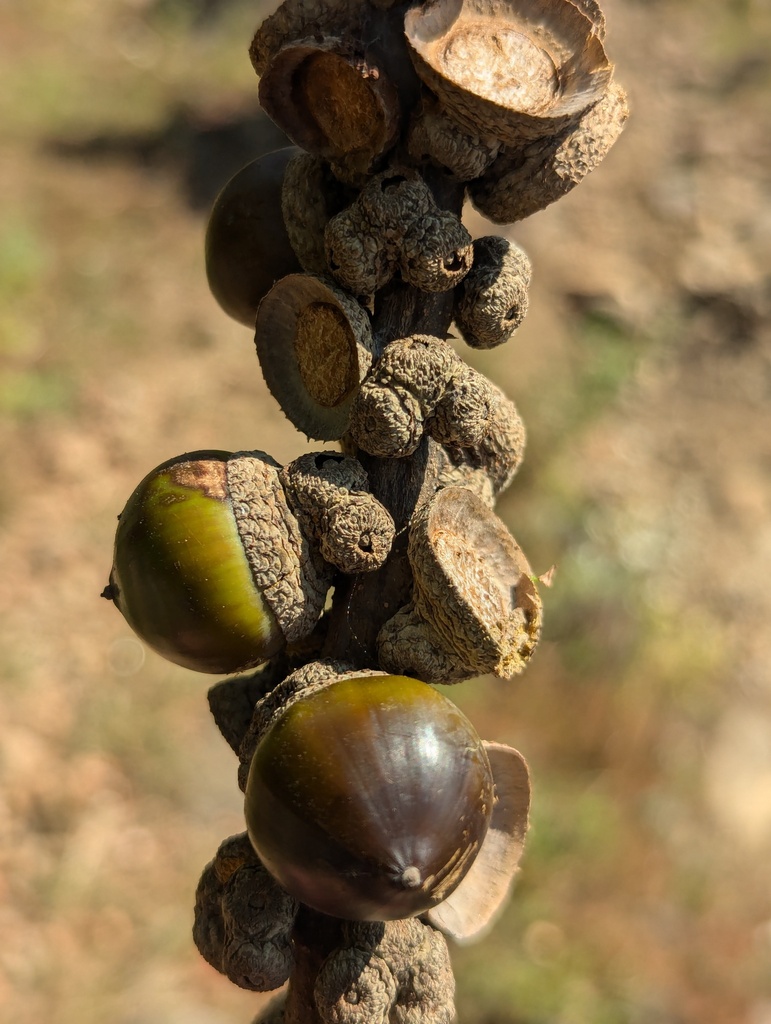 Lithocarpus elegans (Lithocarpus elegans)