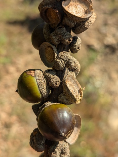 Lithocarpus elegans (Lithocarpus elegans)