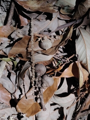 Lithocarpus elegans (Lithocarpus elegans)