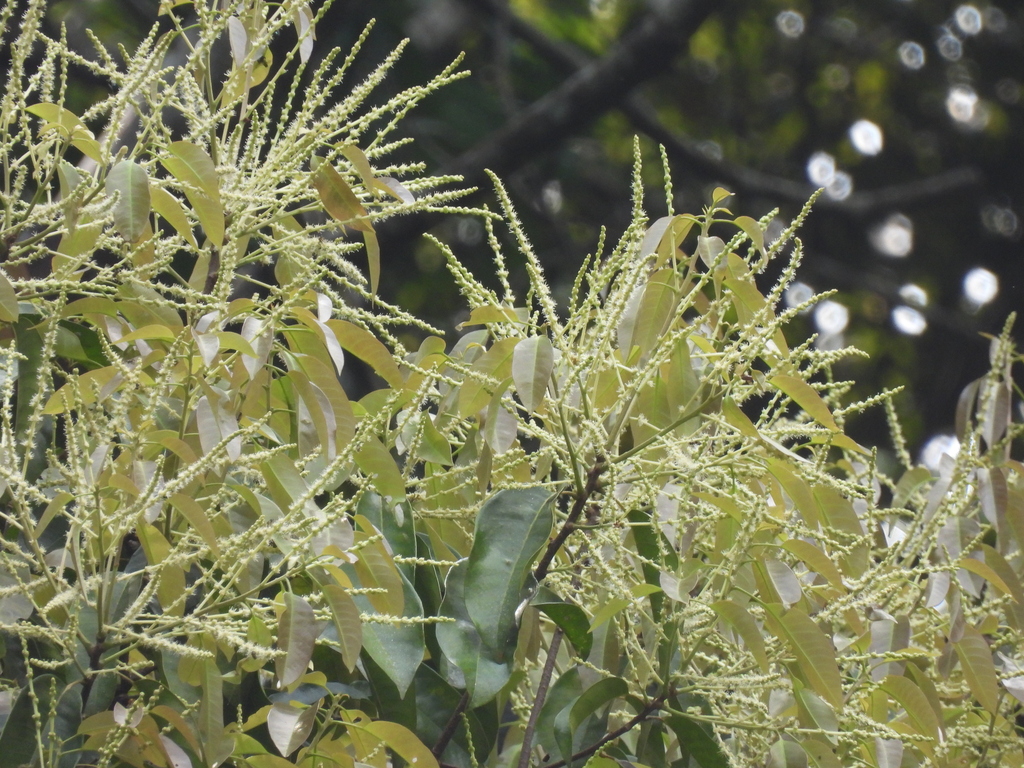 Lithocarpus ewyckii (Lithocarpus ewyckii)