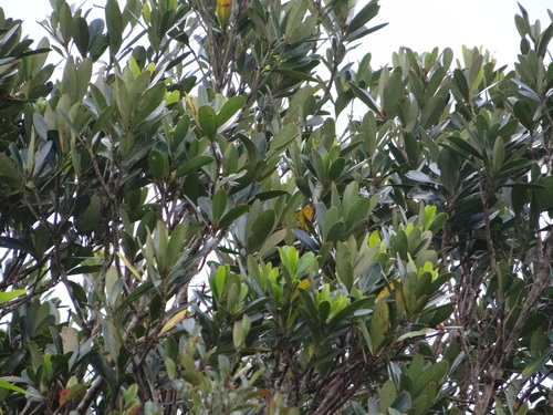 Lithocarpus formosanus (Lithocarpus formosanus)