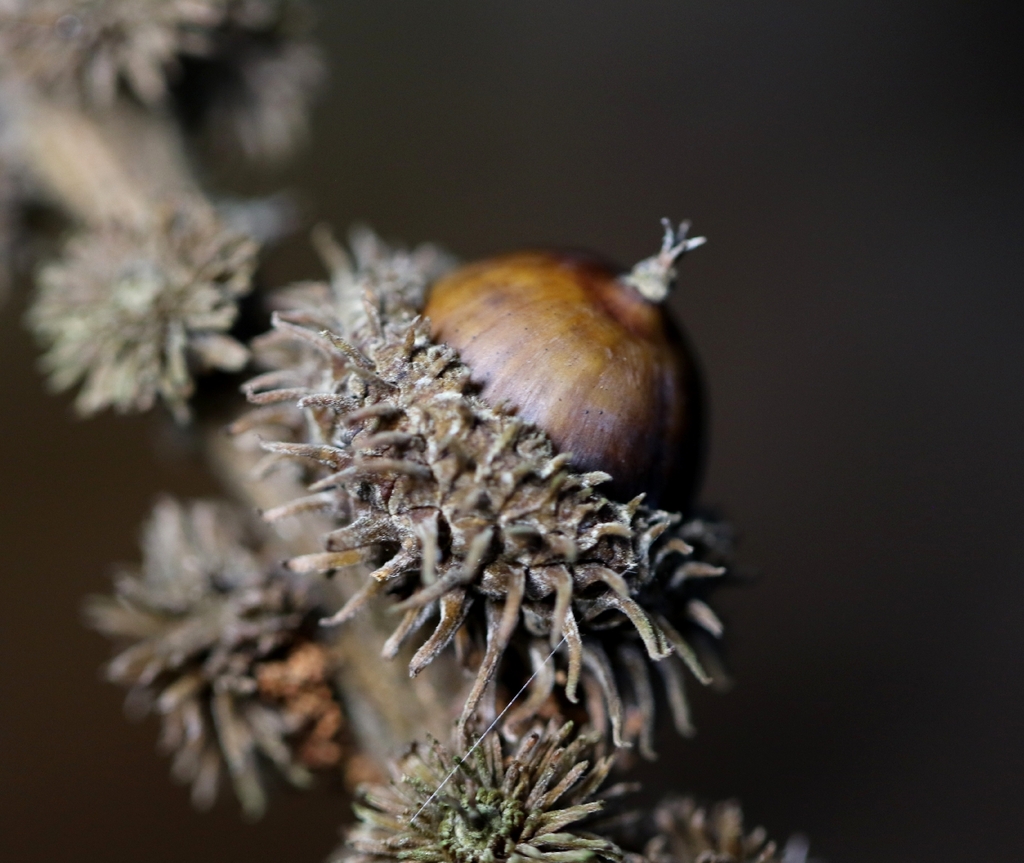 Lithocarpus haipinii (Lithocarpus haipinii)