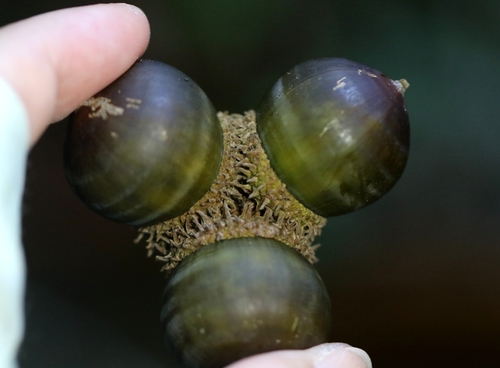 Lithocarpus haipinii (Lithocarpus haipinii)