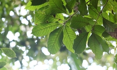 Lithocarpus haipinii (Lithocarpus haipinii)