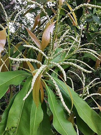Lithocarpus hancei: Endemic to China. Botanical Garden of National Museum of Natural Science, Taichung, Taiwan.