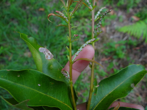 Lithocarpus hancei (Lithocarpus hancei)