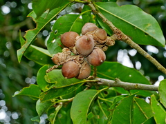 Lithocarpus hancei (Lithocarpus hancei)