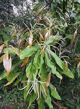 Lithocarpus hancei: Endemic to China. Botanical Garden of National Museum of Natural Science, Taichung, Taiwan.