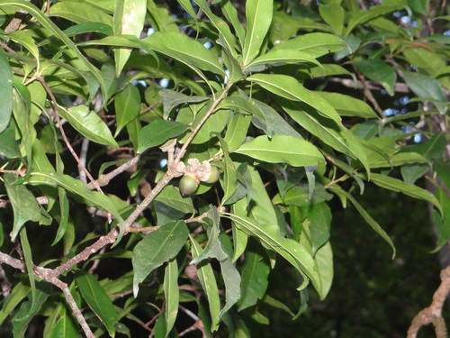 Lithocarpus hancei (Lithocarpus hancei)