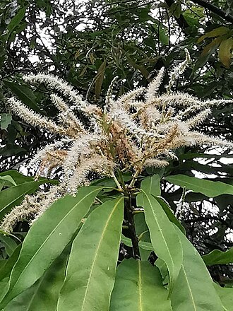 Lithocarpus hancei: Endemic to China. Botanical Garden of National Museum of Natural Science, Taichung, Taiwan.