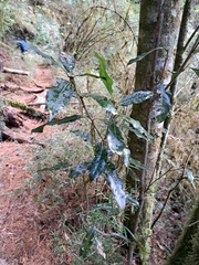 Lithocarpus hancei (Lithocarpus hancei)