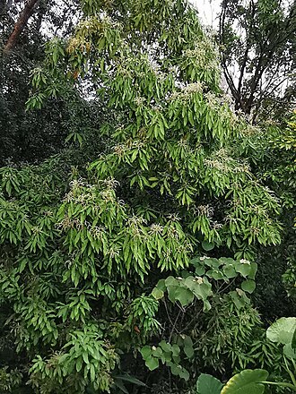 Lithocarpus hancei: Endemic to China. Botanical Garden of National Museum of Natural Science, Taichung, Taiwan.