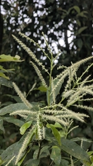 Lithocarpus hancei (Lithocarpus hancei)