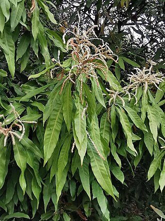 Lithocarpus hancei: Endemic to China. Botanical Garden of National Museum of Natural Science, Taichung, Taiwan.