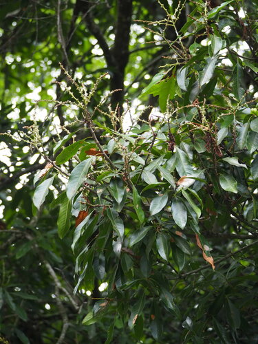 Lithocarpus hancei (Lithocarpus hancei)