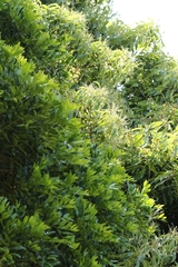 Lithocarpus harlandii (Lithocarpus harlandii)