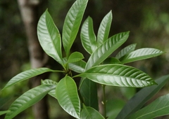 Lithocarpus harlandii (Lithocarpus harlandii)