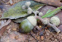 Lithocarpus harlandii (Lithocarpus harlandii)