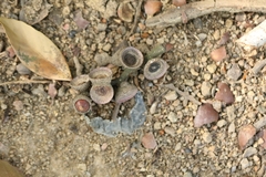 Lithocarpus harlandii (Lithocarpus harlandii)