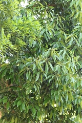 Lithocarpus harlandii (Lithocarpus harlandii)